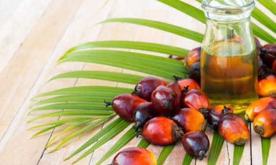 Bitkisel Yemeklik Palm Yağı - Pure Vegetable Cooking Palm Oil